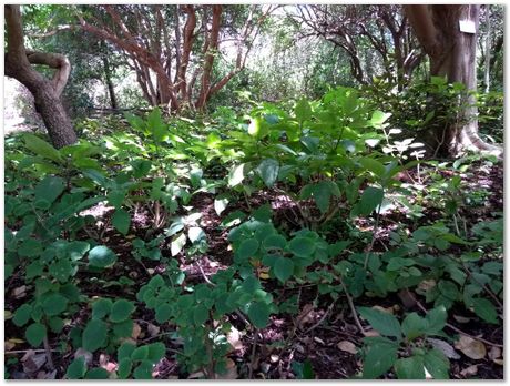 img_20171209_124641051.jpg EMSA conference, 2017, University of Cape Town, Robert Knutsen, Harry Bhadeshia