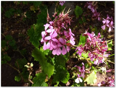 img_20171209_125756846.jpg EMSA conference, 2017, University of Cape Town, Robert Knutsen, Harry Bhadeshia