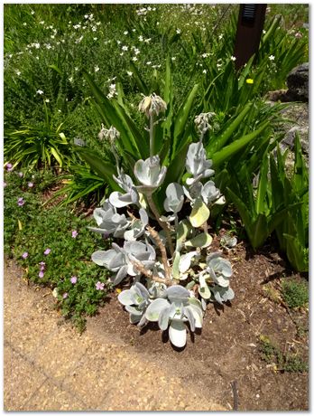 img_20171209_130215596.jpg EMSA conference, 2017, University of Cape Town, Robert Knutsen, Harry Bhadeshia