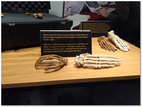 img_20171203_111943960.jpg Cradle of humankind, South Africa, University of Pretoria, EMSA conference, 2017, Electron microsopy of south africa, Nelson Mandela University, Cape Town University, Johan Westraadt, Rob Knutsen, Roelf Mostert, Jan Neethling, steel, machine learning Harry Bhadeshia