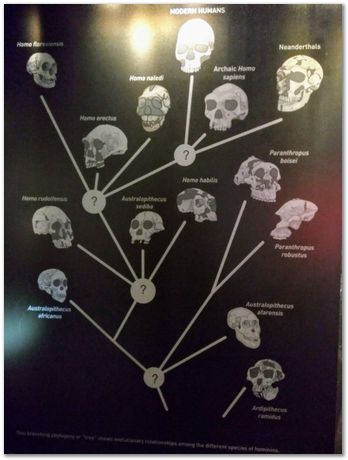 img_20171203_113348646_2.jpg Cradle of humankind, South Africa, University of Pretoria, EMSA conference, 2017, Electron microsopy of south africa, Nelson Mandela University, Cape Town University, Johan Westraadt, Rob Knutsen, Roelf Mostert, Jan Neethling, steel, machine learning Harry Bhadeshia