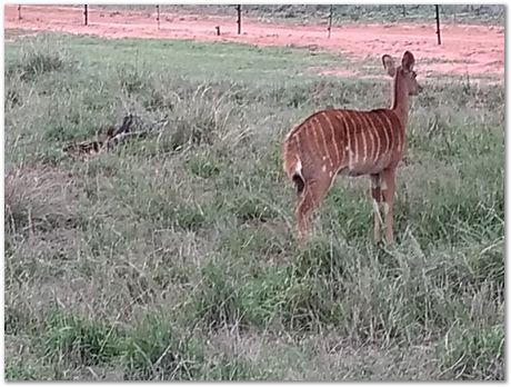 img_20171207_172348280_burst001.jpg Cradle of humankind, South Africa, University of Pretoria, EMSA conference, 2017, Electron microsopy of south africa, Nelson Mandela University, Cape Town University, Johan Westraadt, Rob Knutsen, Roelf Mostert, Jan Neethling, steel, machine learning Harry Bhadeshia