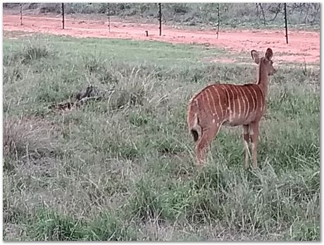 img_20171207_172350916.jpg Cradle of humankind, South Africa, University of Pretoria, EMSA conference, 2017, Electron microsopy of south africa, Nelson Mandela University, Cape Town University, Johan Westraadt, Rob Knutsen, Roelf Mostert, Jan Neethling, steel, machine learning Harry Bhadeshia