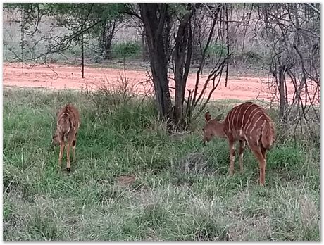 img_20171207_172408536.jpg Cradle of humankind, South Africa, University of Pretoria, EMSA conference, 2017, Electron microsopy of south africa, Nelson Mandela University, Cape Town University, Johan Westraadt, Rob Knutsen, Roelf Mostert, Jan Neethling, steel, machine learning Harry Bhadeshia