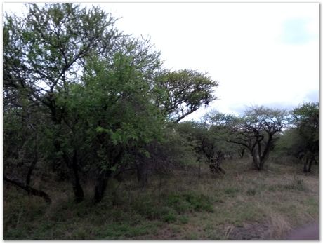 img_20171207_172559332.jpg Cradle of humankind, South Africa, University of Pretoria, EMSA conference, 2017, Electron microsopy of south africa, Nelson Mandela University, Cape Town University, Johan Westraadt, Rob Knutsen, Roelf Mostert, Jan Neethling, steel, machine learning Harry Bhadeshia