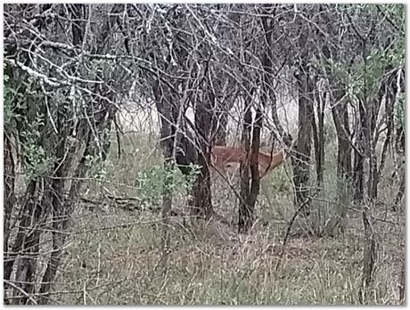 img_20171207_172756904_burst000_cover_top.jpg Cradle of humankind, South Africa, University of Pretoria, EMSA conference, 2017, Electron microsopy of south africa, Nelson Mandela University, Cape Town University, Johan Westraadt, Rob Knutsen, Roelf Mostert, Jan Neethling, steel, machine learning Harry Bhadeshia