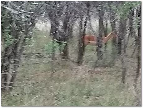 img_20171207_172756904_burst001.jpg Cradle of humankind, South Africa, University of Pretoria, EMSA conference, 2017, Electron microsopy of south africa, Nelson Mandela University, Cape Town University, Johan Westraadt, Rob Knutsen, Roelf Mostert, Jan Neethling, steel, machine learning Harry Bhadeshia