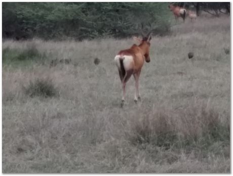 img_20171207_173055326.jpg Cradle of humankind, South Africa, University of Pretoria, EMSA conference, 2017, Electron microsopy of south africa, Nelson Mandela University, Cape Town University, Johan Westraadt, Rob Knutsen, Roelf Mostert, Jan Neethling, steel, machine learning Harry Bhadeshia