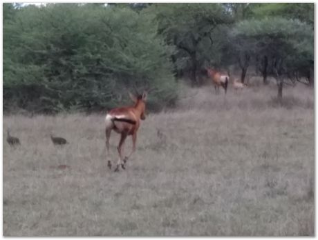 img_20171207_173059587.jpg Cradle of humankind, South Africa, University of Pretoria, EMSA conference, 2017, Electron microsopy of south africa, Nelson Mandela University, Cape Town University, Johan Westraadt, Rob Knutsen, Roelf Mostert, Jan Neethling, steel, machine learning Harry Bhadeshia