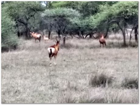 img_20171207_173101501_hdr.jpg Cradle of humankind, South Africa, University of Pretoria, EMSA conference, 2017, Electron microsopy of south africa, Nelson Mandela University, Cape Town University, Johan Westraadt, Rob Knutsen, Roelf Mostert, Jan Neethling, steel, machine learning Harry Bhadeshia