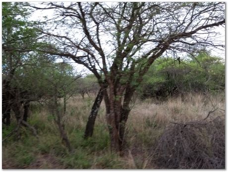 img_20171207_173518159.jpg Cradle of humankind, South Africa, University of Pretoria, EMSA conference, 2017, Electron microsopy of south africa, Nelson Mandela University, Cape Town University, Johan Westraadt, Rob Knutsen, Roelf Mostert, Jan Neethling, steel, machine learning Harry Bhadeshia