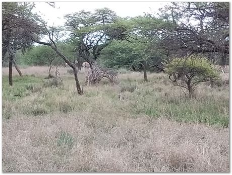 img_20171207_173936172.jpg Cradle of humankind, South Africa, University of Pretoria, EMSA conference, 2017, Electron microsopy of south africa, Nelson Mandela University, Cape Town University, Johan Westraadt, Rob Knutsen, Roelf Mostert, Jan Neethling, steel, machine learning Harry Bhadeshia