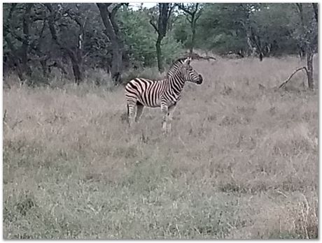 img_20171207_174013024.jpg Cradle of humankind, South Africa, University of Pretoria, EMSA conference, 2017, Electron microsopy of south africa, Nelson Mandela University, Cape Town University, Johan Westraadt, Rob Knutsen, Roelf Mostert, Jan Neethling, steel, machine learning Harry Bhadeshia