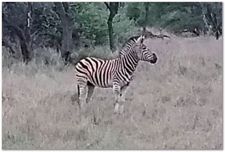 img_20171207_174014399_2.jpg Cradle of humankind, South Africa, University of Pretoria, EMSA conference, 2017, Electron microsopy of south africa, Nelson Mandela University, Cape Town University, Johan Westraadt, Rob Knutsen, Roelf Mostert, Jan Neethling, steel, machine learning Harry Bhadeshia