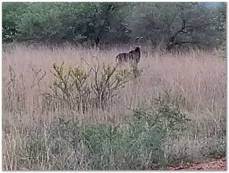 img_20171207_174645741.jpg Cradle of humankind, South Africa, University of Pretoria, EMSA conference, 2017, Electron microsopy of south africa, Nelson Mandela University, Cape Town University, Johan Westraadt, Rob Knutsen, Roelf Mostert, Jan Neethling, steel, machine learning Harry Bhadeshia