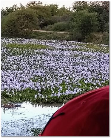 img_20171207_180546133_2.jpg Cradle of humankind, South Africa, University of Pretoria, EMSA conference, 2017, Electron microsopy of south africa, Nelson Mandela University, Cape Town University, Johan Westraadt, Rob Knutsen, Roelf Mostert, Jan Neethling, steel, machine learning Harry Bhadeshia