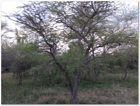 img_20171207_181038360.jpg Cradle of humankind, South Africa, University of Pretoria, EMSA conference, 2017, Electron microsopy of south africa, Nelson Mandela University, Cape Town University, Johan Westraadt, Rob Knutsen, Roelf Mostert, Jan Neethling, steel, machine learning Harry Bhadeshia