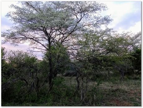 img_20171207_181040930_2.jpg Cradle of humankind, South Africa, University of Pretoria, EMSA conference, 2017, Electron microsopy of south africa, Nelson Mandela University, Cape Town University, Johan Westraadt, Rob Knutsen, Roelf Mostert, Jan Neethling, steel, machine learning Harry Bhadeshia