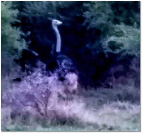 img_20171207_181058081_hdr_2.jpg Cradle of humankind, South Africa, University of Pretoria, EMSA conference, 2017, Electron microsopy of south africa, Nelson Mandela University, Cape Town University, Johan Westraadt, Rob Knutsen, Roelf Mostert, Jan Neethling, steel, machine learning Harry Bhadeshia