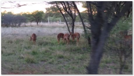 img_20171207_181910000.jpg Cradle of humankind, South Africa, University of Pretoria, EMSA conference, 2017, Electron microsopy of south africa, Nelson Mandela University, Cape Town University, Johan Westraadt, Rob Knutsen, Roelf Mostert, Jan Neethling, steel, machine learning Harry Bhadeshia