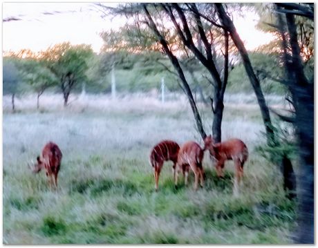img_20171207_181910000_2.jpg Cradle of humankind, South Africa, University of Pretoria, EMSA conference, 2017, Electron microsopy of south africa, Nelson Mandela University, Cape Town University, Johan Westraadt, Rob Knutsen, Roelf Mostert, Jan Neethling, steel, machine learning Harry Bhadeshia
