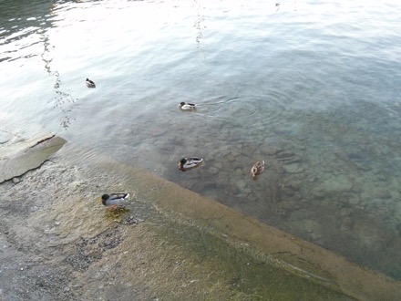 Swiss Steel, Guo Lei, Harry Bhadeshia