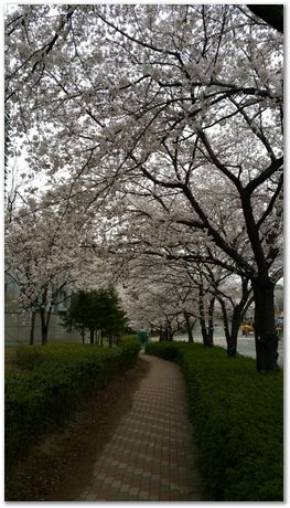 Hans Roelofs, Kyozo Arimoto, Koichi Ohtomi, Spring, March 2017, April 2017, Botanical Gardens, Cambridge University, Metallurgy, swords