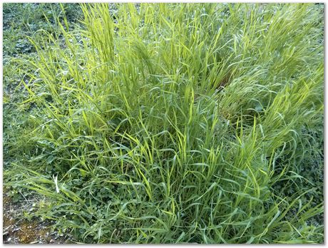 Hans Roelofs, Kyozo Arimoto, Koichi Ohtomi, Spring, March 2017, April 2017, Botanical Gardens, Cambridge University, Metallurgy, swords