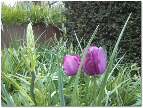 Hans Roelofs, Kyozo Arimoto, Koichi Ohtomi, Spring, March 2017, April 2017, Botanical Gardens, Cambridge University, Metallurgy, swords