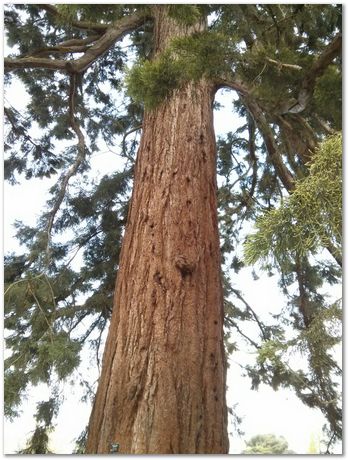 Hans Roelofs, Kyozo Arimoto, Koichi Ohtomi, Spring, March 2017, April 2017, Botanical Gardens, Cambridge University, Metallurgy, swords