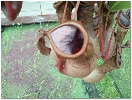 Hans Roelofs, Kyozo Arimoto, Koichi Ohtomi, Spring, March 2017, April 2017, Botanical Gardens, Cambridge University, Metallurgy, swords