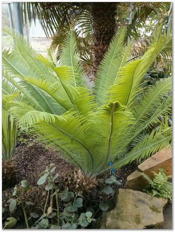 Hans Roelofs, Kyozo Arimoto, Koichi Ohtomi, Spring, March 2017, April 2017, Botanical Gardens, Cambridge University, Metallurgy, swords