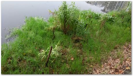 Harry Bhadeshia, Wuhan, China, Wuhan University of Science and Technology, WUST, Steels, Physical Metallurgy, 2017