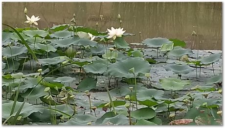 Harry Bhadeshia, Wuhan, China, Wuhan University of Science and Technology, WUST, Steels, Physical Metallurgy, 2017