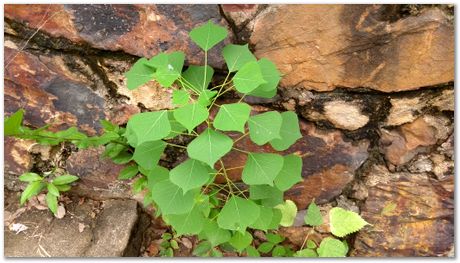 Harry Bhadeshia, Wuhan, China, Wuhan University of Science and Technology, WUST, Steels, Physical Metallurgy, 2017