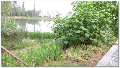 Harry Bhadeshia, Wuhan, China, Wuhan University of Science and Technology, WUST, Steels, Physical Metallurgy, 2017