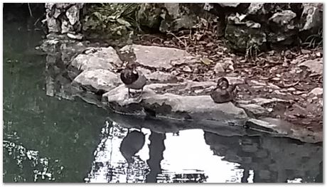 Harry Bhadeshia, Wuhan, China, Wuhan University of Science and Technology, WUST, Steels, Physical Metallurgy, 2017