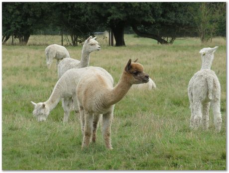 img_2977_pushmepullyou.jpg Houghton Mill, St Ives