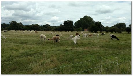 Houghton Mill, St Ives