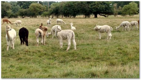Houghton Mill, St Ives