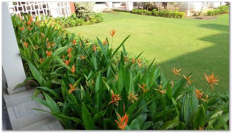 20170904_073957.jpg Tata Steel, Harry Bhadeshia, Tata Steel Professor of Metallurgy, Cambridge University, Jamshedpur, India, 2017