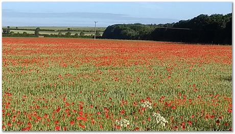 Girish Nivarti,Chris Hulme-Smith, Dominik Dziedzic,Harry Bhadeshia, bainite,squash, Adam Bevan, Jay Jaiswal, Wiberth Solano, Shahin, Steve Ooi, Shubeur Rahman, Abu Dhabi, garden party
