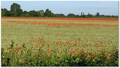 Girish Nivarti,Chris Hulme-Smith, Dominik Dziedzic,Harry Bhadeshia, bainite,squash, Adam Bevan, Jay Jaiswal, Wiberth Solano, Shahin, Steve Ooi, Shubeur Rahman, Abu Dhabi, garden party