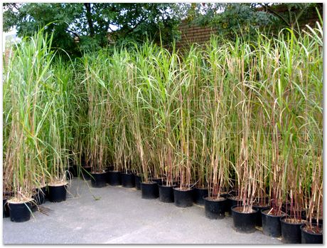 6.jpg Omar Shah, Sarah Martin, University of Cambridge, Soraya von Willingh, University of Cape Town, Harry Bhadeshia, cakes, crystallography, symmetry